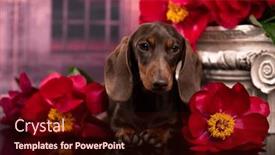  Presentation with dachshund - 