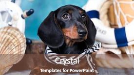  Presentation with dachshund - Cool new slide set with dachshund puppy sailor and sea backdrop and a tawny brown colored foreground