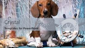  Presentation with dachshund - Beautiful presentation theme featuring dachshund-puppy-sailor-and-sea backdrop and a light gray colored foreground
