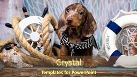  Presentation with dachshund - Beautiful PPT layouts featuring dachshund-puppy-sailor-and-sea backdrop and a tawny brown colored foreground