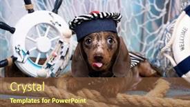 Presentation with dachshund - PPT theme consisting of dachshund-puppy-sailor-in-hat background and a tawny brown colored foreground