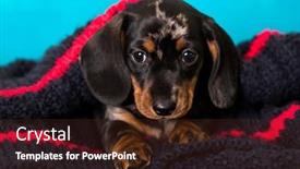  Presentation with dachshund - Beautiful PPT layouts featuring dachshund-puppy-sits-hiding backdrop and a tawny brown colored foreground