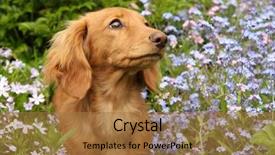  Presentation with dachshund - Cool new presentation design with dachshund puppy surrounded by flowers backdrop and a coral colored foreground