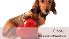  Presentation with paw - Presentation theme having dachshund puppy with her paw on a red valentine heart background and a soft green colored foreground