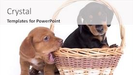  Presentation with dachshund - PPT theme with dachshund puppy background and a sky blue colored foreground