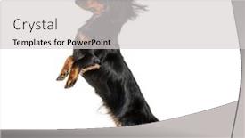  Presentation with dachshund - Theme enhanced with dachshund rearing up against white background background and a light gray colored foreground
