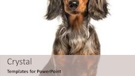  Presentation with dachshund - Presentation consisting of dachshund sausage dog sitting in front of white background background and a mint green colored foreground