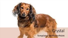  Presentation with dog templqtes - Presentation design consisting of dachshund sausage dog wiener dog background and a gold colored foreground