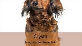  Presentation with war dog - Colorful presentation design enhanced with dachshund sausage dog wiener dog backdrop and a red colored foreground