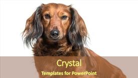  Presentation with dog - Cool new slide deck with dachshund sausage dog wiener dog backdrop and a tawny brown colored foreground