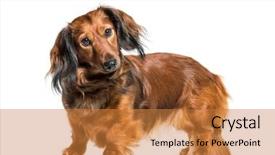  Presentation with parasitology helminths toxocara canis dog - Amazing PPT theme having dachshund sausage dog wiener dog backdrop and a gold colored foreground