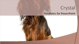  Presentation with dachshund - Beautiful presentation theme featuring dachshund sitting against white background backdrop and a coral colored foreground