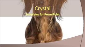  Presentation with dachshund - Theme enhanced with dachshund sitting and facing isolated on white background and a tawny brown colored foreground