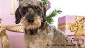  Presentation with dachshund - Amazing PPT layouts having dachshund sitting in front of christmas decorations against white background backdrop and a coral colored foreground