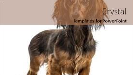  Presentation with dachshund - 