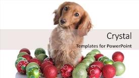  Presentation with christmas borders ornament border - Theme enhanced with dachshund surrounded by christmas ornaments background and a coral colored foreground
