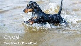  Presentation with spray - Beautiful PPT theme featuring dachshund swims in the lake jumps over the water with a spray backdrop and a gray colored foreground