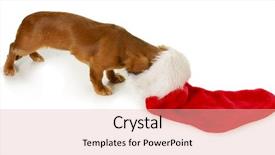  Presentation with dog christmas - Colorful presentation theme enhanced with dachshund with head inside stocking backdrop and a lemonade colored foreground