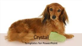  Presentation with wounded - Slide deck with dachshund with wounded paw laying background and a gold colored foreground