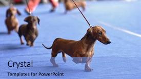  Presentation with show - Beautiful theme featuring dachshunds on the dog show backdrop and a light blue colored foreground