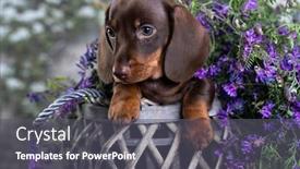  Presentation with spring - Amazing presentation having dachshunds-puppy-and-spring-flowers backdrop and a dark gray colored foreground