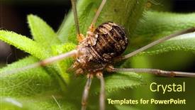  Presentation with closeup details of thai rice - Cool new presentation theme with daddy-longlegs-opilio-parietinus-closeup backdrop and a tawny brown colored foreground