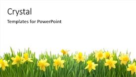  Presentation with narcissus - Cool new presentation theme with daffodil - spring narcissus flowers in green backdrop and a white colored foreground