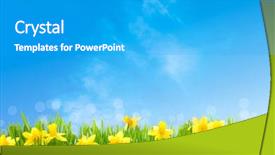  Presentation with daffodil - Beautiful presentation theme featuring daffodil - spring narcissus flowers in green backdrop and a light gray colored foreground