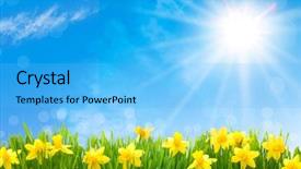  Presentation with daffodil - PPT layouts consisting of daffodil - spring narcissus flowers in green background and a light blue colored foreground