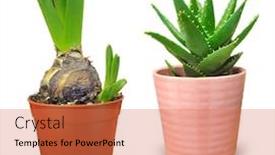  Presentation with daffodil - Slides with daffodil aloe vera plant isolated on white background background and a coral colored foreground