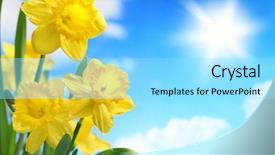  Presentation with daffodil - Presentation design with daffodil flower against blue sky background and a arctic colored foreground