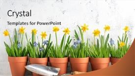  Presentation with daffodil - Beautiful PPT layouts featuring daffodil flower and grass backdrop and a white colored foreground