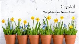  Presentation with daffodil - Slide deck with daffodil flower and grass background and a sky blue colored foreground