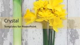  Presentation with daffodil - Cool new PPT layouts with jonquil - daffodil flower and leek vegetables backdrop and a yellow colored foreground