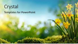  Presentation with daffodil - Presentation consisting of daffodil flower blooming background and a light blue colored foreground