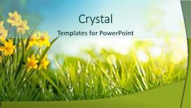  Presentation with daffodil - Beautiful slide deck featuring daffodil flower blooming backdrop and a light blue colored foreground