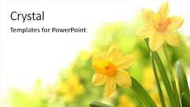 Presentation with daffodil - PPT theme featuring daffodil flowers in spring background and a white colored foreground