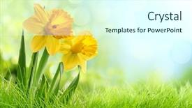  Presentation with daffodil - Amazing PPT layouts having daffodil flowers in the field backdrop and a cool aqua colored foreground