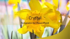  Presentation with daffodil - Presentation theme enhanced with daffodil flowers in the spring garden background and a gold colored foreground