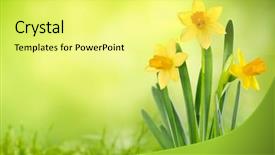  Presentation with daffodil - Amazing PPT theme having daffodil flowers on spring background backdrop and a yellow colored foreground