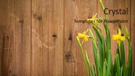  Presentation with daffodil - Slide set enhanced with daffodil flowers with rustic wooden background and a coral colored foreground