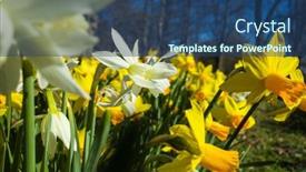 Presentation with daffodil - PPT theme having daffodil-flowers-yellow-and-white background and a ocean colored foreground