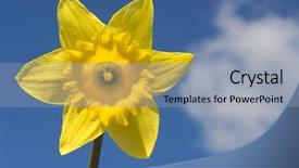  Presentation with daffodil - Audience pleasing presentation theme consisting of daffodil shot against a blue spring sky with a single cloud backdrop and a light gray colored foreground