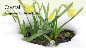  Presentation with snow - Presentation having daffodils blooming through the snow background and a soft green colored foreground
