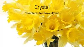  Presentation with glass - Beautiful presentation theme featuring daffodils in a glass vase backdrop and a  colored foreground