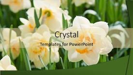  Presentation with daffodil - Presentation with daffodils in the field background and a blonde colored foreground