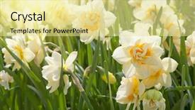  Presentation with toroidal field - Beautiful PPT layouts featuring daffodils in the field backdrop and a blonde colored foreground