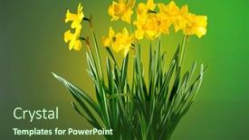  Presentation with daffodil - PPT theme consisting of daffodils-narcissus-big-bunch background and a tawny brown colored foreground