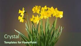  Presentation with daffodil - PPT layouts having daffodils-narcissus-big-bunch background and a tawny brown colored foreground