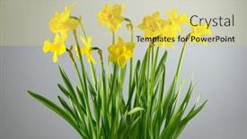  Presentation with daffodil - PPT layouts enhanced with daffodils-narcissus-big-bunch background and a yellow colored foreground